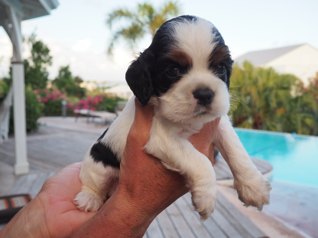 De L'Ile Aux Belles Eaux - Chiots disponibles - American Cocker Spaniel