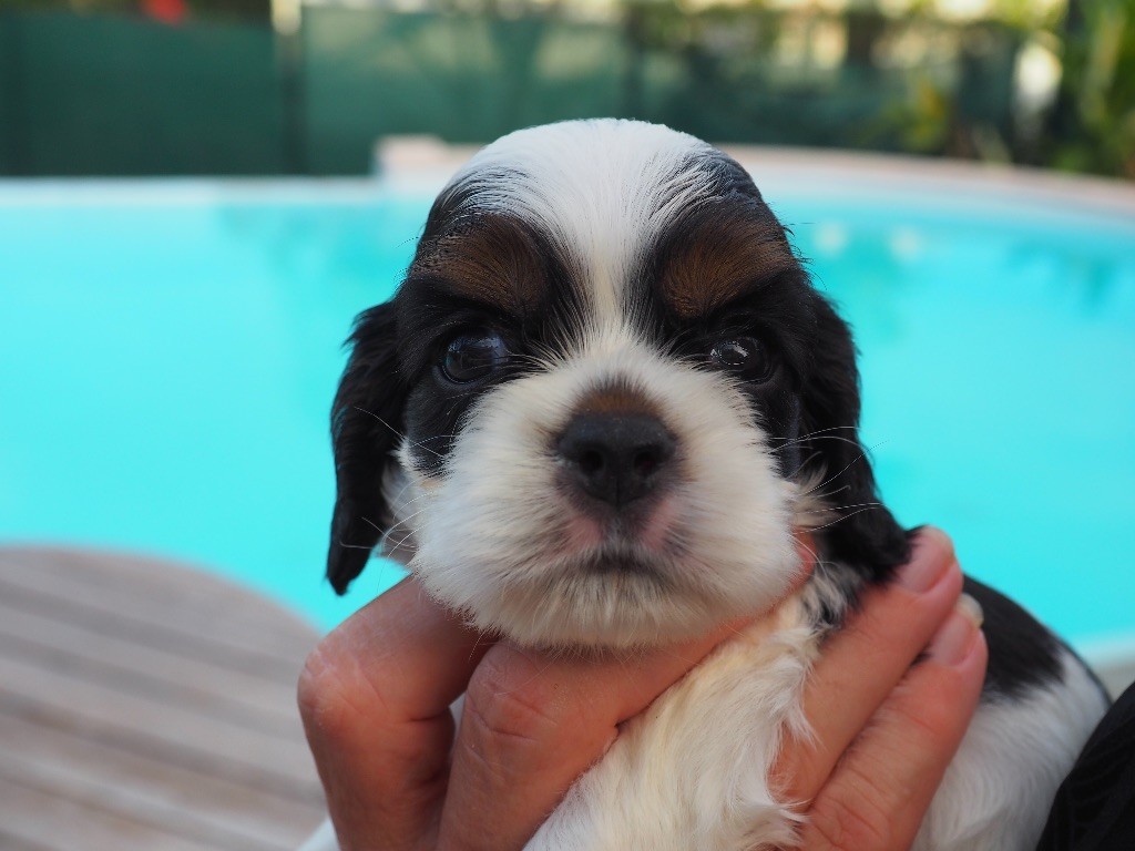 De L'Ile Aux Belles Eaux - Chiots disponibles - American Cocker Spaniel