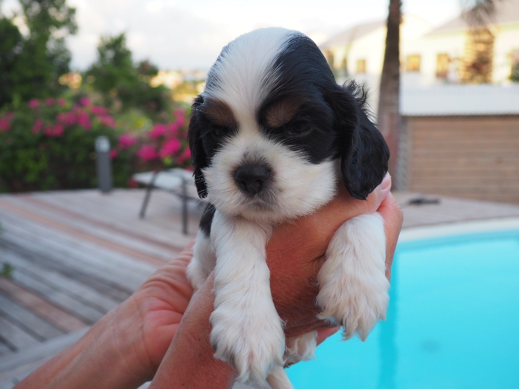 De L'Ile Aux Belles Eaux - Chiots disponibles - American Cocker Spaniel