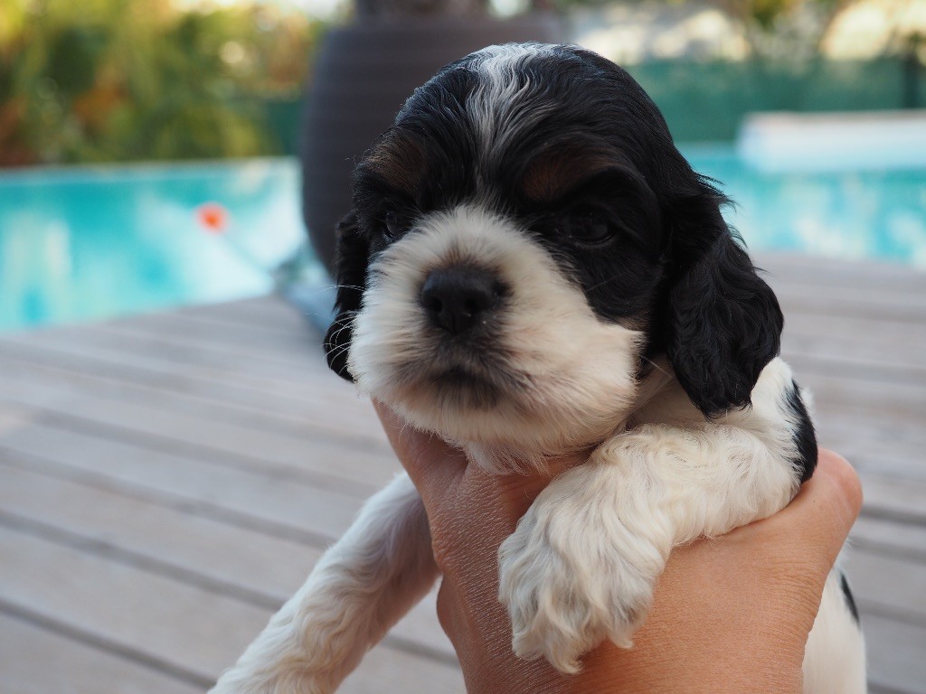 De L'Ile Aux Belles Eaux - Chiots disponibles - American Cocker Spaniel